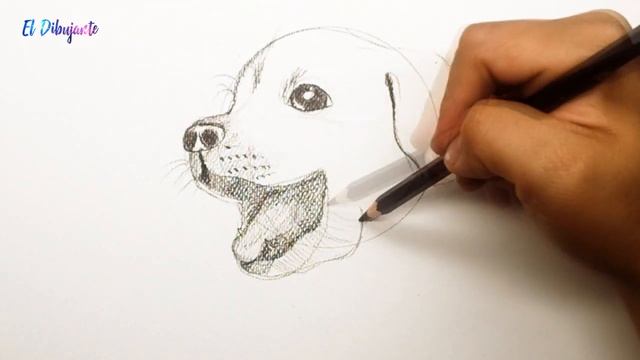 ? COMO ??????? UN PERRO FACIL paso a paso REALISTA y rápido ✅ Dibujos de Perros a lápiz смотреть онлайн
