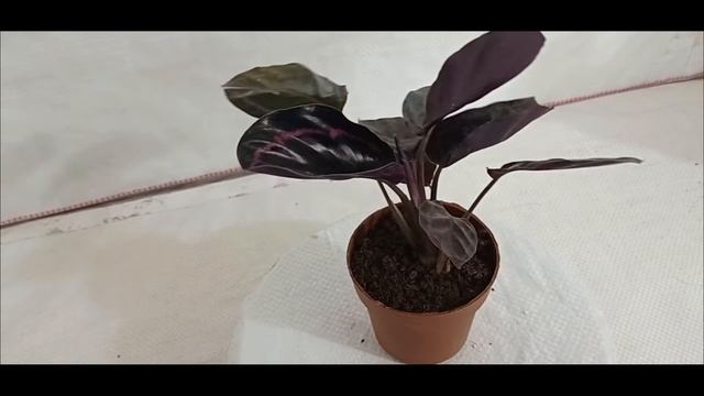 SKU - CALAP01, Calathea Dottie Plant смотреть онлайн
