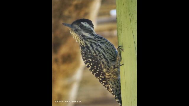 CARPINTERITO (Veniliornis lignarius) Chile смотреть онлайн