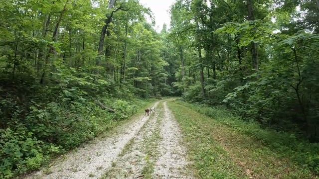 Ford Bronco Meet Up The Furnace Loop Daniel Boone Backcountry Byway July 2023 Part 1 смотреть онлайн
