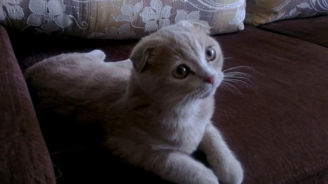 Шотландская вислоухая кошка 4 месяца смотреть онлайн