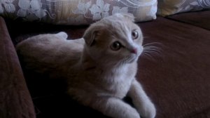 Шотландская вислоухая кошка 4 месяца