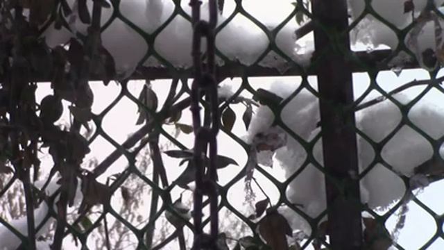 Кормушка - столовая для птиц. смотреть онлайн