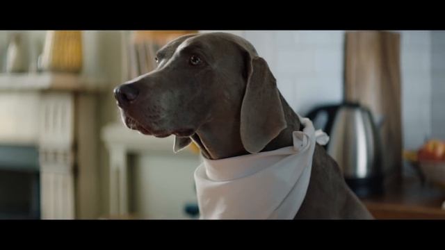 Jaguar | Аксессуары для животных смотреть онлайн