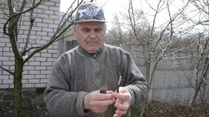 Как привить Абрикос