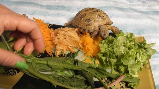 Кормление сухопутной черепахи/ Эксперимент/ Нужен совет смотреть онлайн