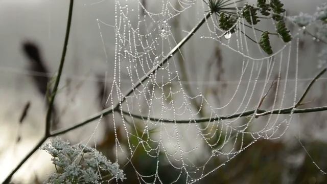 Стихотворение Бунина И А Листопад #150ВремяБунина смотреть онлайн