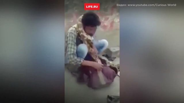 Питон душит заклинателя змей. смотреть онлайн