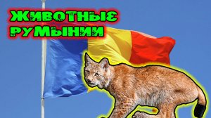 Животные Румынии.mp4