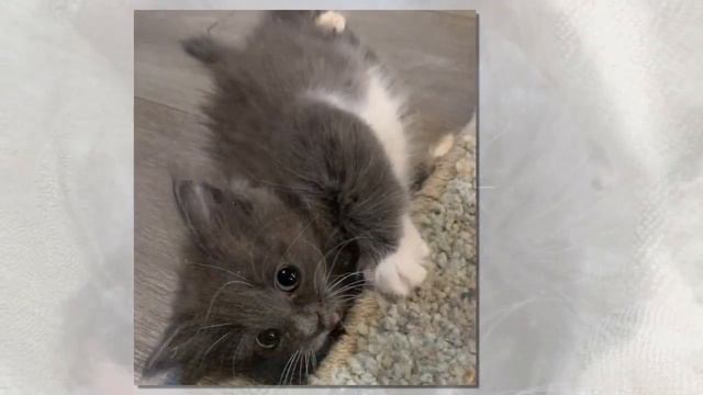 Котенок с поврежденным позвоночником и кривыми лапками лежала на земле, ожидая помощь… смотреть онлайн