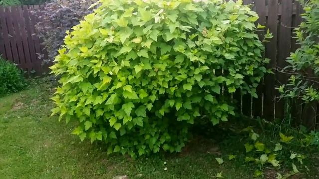 ЖАСМИН, ПУЗЫРЕПЛОДНИК, СПИРЕЯ- цветущие кустарники для сада смотреть онлайн