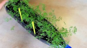 ВЫРАЩИВАНИЕ УКРОПА В ПЛАСТИКОВОЙ БУТЫЛКЕ ! РЕЗУЛЬТАТ ОБРАБОТКИ СЕМЯН УКРОПА ВОДКОЙ ! СУПЕР СПОСОБ !