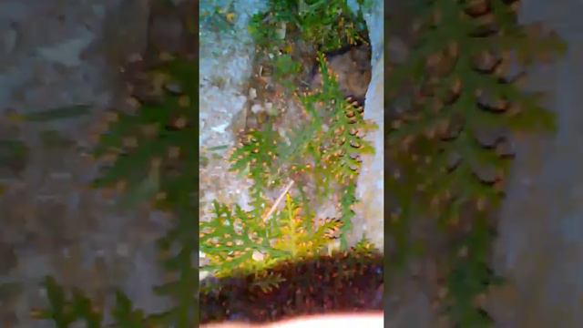 Летучая мышь упала и поломала крыло🐭🐭🐭 смотреть онлайн