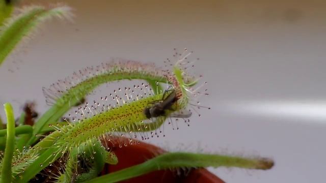 Drosera Capensis: Time Lapse Of Eating A Fly (in HD)