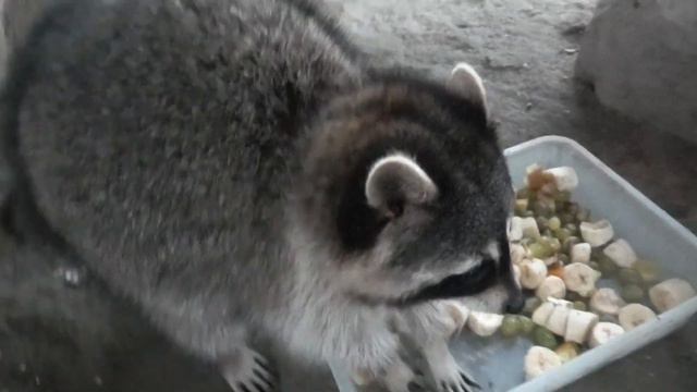 Новенький Енотик Ждёт Красивое Имя! Придумаем?! New Raccoon Waiting for a Beautiful Name! смотреть онлайн