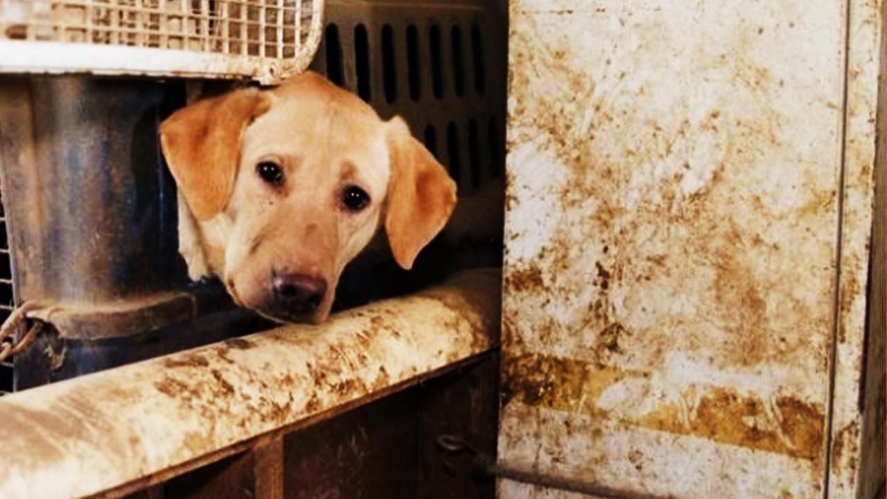 «Собак нельзя содержать в подобных условиях!» — 48 лабрадор-ретриверов уже находятся в безопасности смотреть онлайн