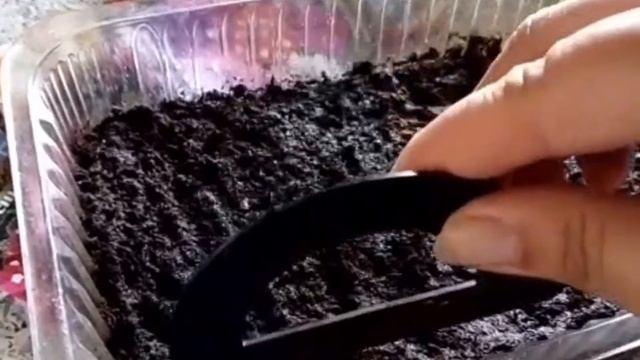 Посадка Вербены смотреть онлайн