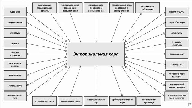 11.26.1 Подробное разъяснение. Энторинальная кора. Часть первая смотреть онлайн