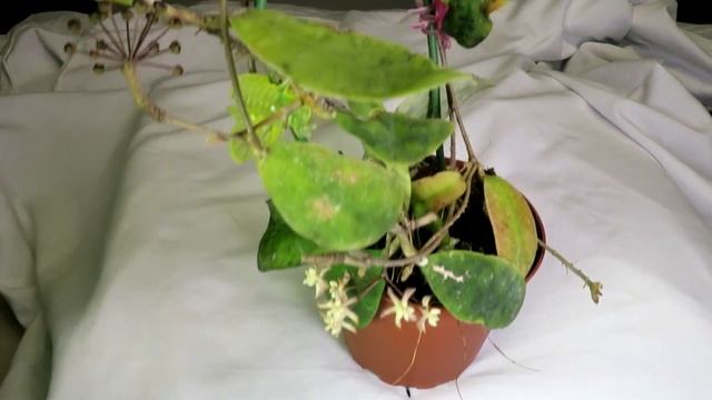 A Visit with Hoya padangensis смотреть онлайн
