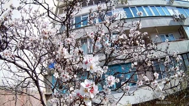 Цветет миндаль и нежно пахнет, в Судаке весна. Крым смотреть онлайн