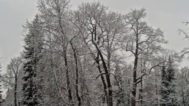 Прогулки по Пушкину - 2. Александровский парк1.wmv смотреть онлайн