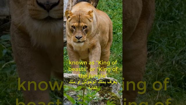 تعلم الإنجليزية من خلال الترجمة learn english by translation смотреть онлайн