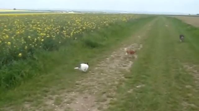 pion pion смотреть онлайн