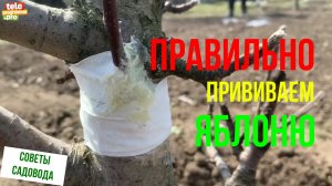 Как правильно привить яблоню весной