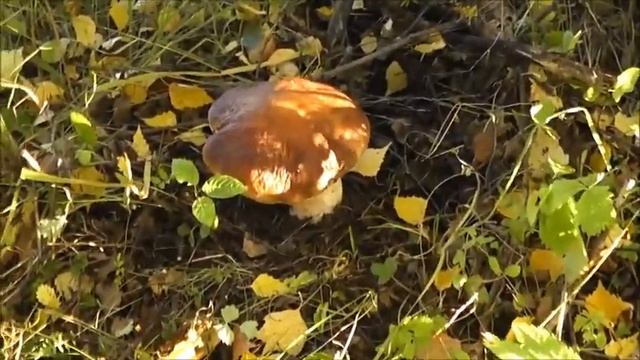 Как растут рыжики и белые ГРИБЫ на Закатовской горе. смотреть онлайн