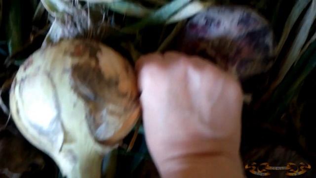 Уборка и сушка лука репки на хранение. Вот такой лук я вырастила из семян смотреть онлайн