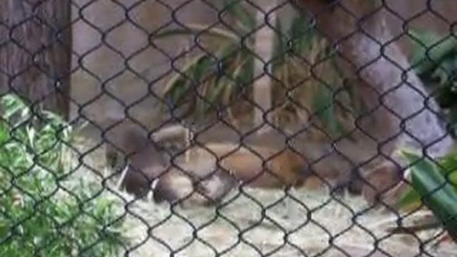 Angry Fossa смотреть онлайн