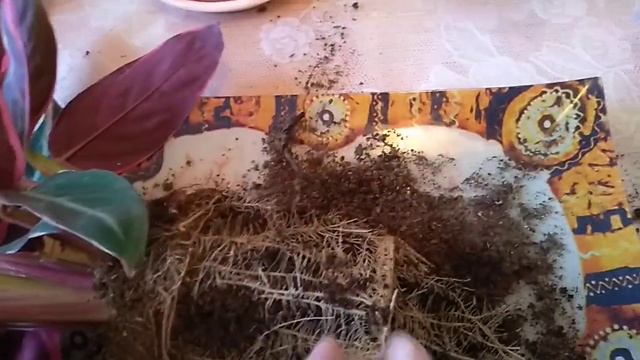 Строманта.Деление и пересадка смотреть онлайн