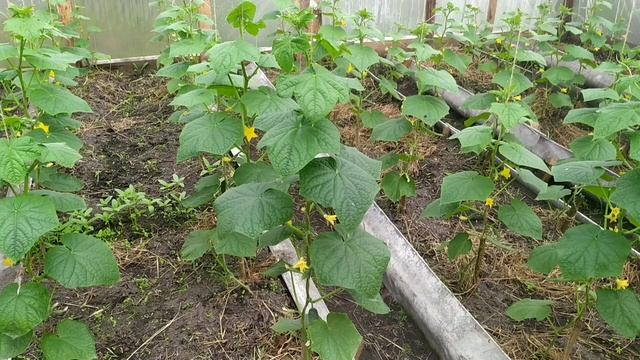 Формирование огурцов в теплице. Чем и когда подкормить огурцы. Супер урожайность!!!! смотреть онлайн