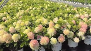 Гортензия Fire Light Tidbit,скоро на Российском рынке