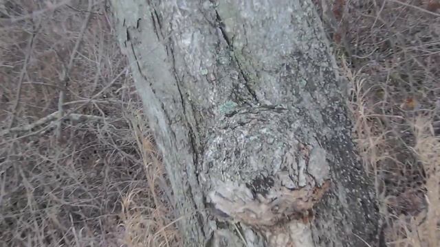 Березовый кап сучковой и стволовой березовый сувель Лиственничная смола Родник чай осень 2017 Сибир смотреть онлайн