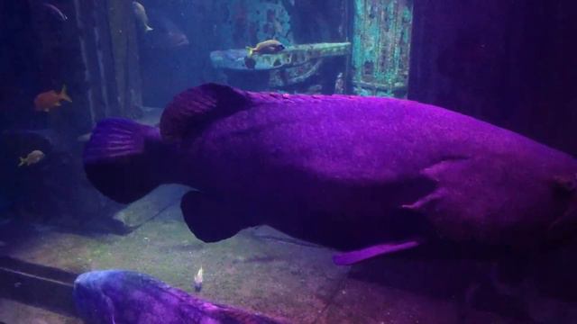 Нассау.Сколько стоит посетить Atlantis. Круиз на Coco Cay. Navigator of the seas. Ч. 2 смотреть онлайн