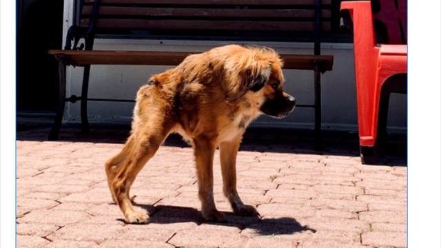 Cобака не похожа на других, но за пару минут она способна очаровать каждого, невероятная