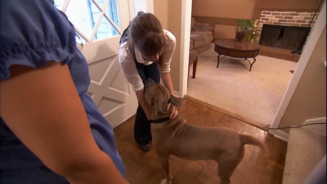 Is 'Prince' the Worst Humper EVER? | It's Me or the Dog смотреть онлайн