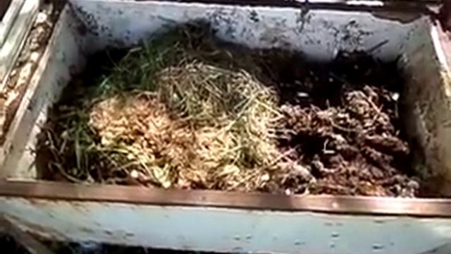 Калифорнийский червь условия содержания смотреть онлайн