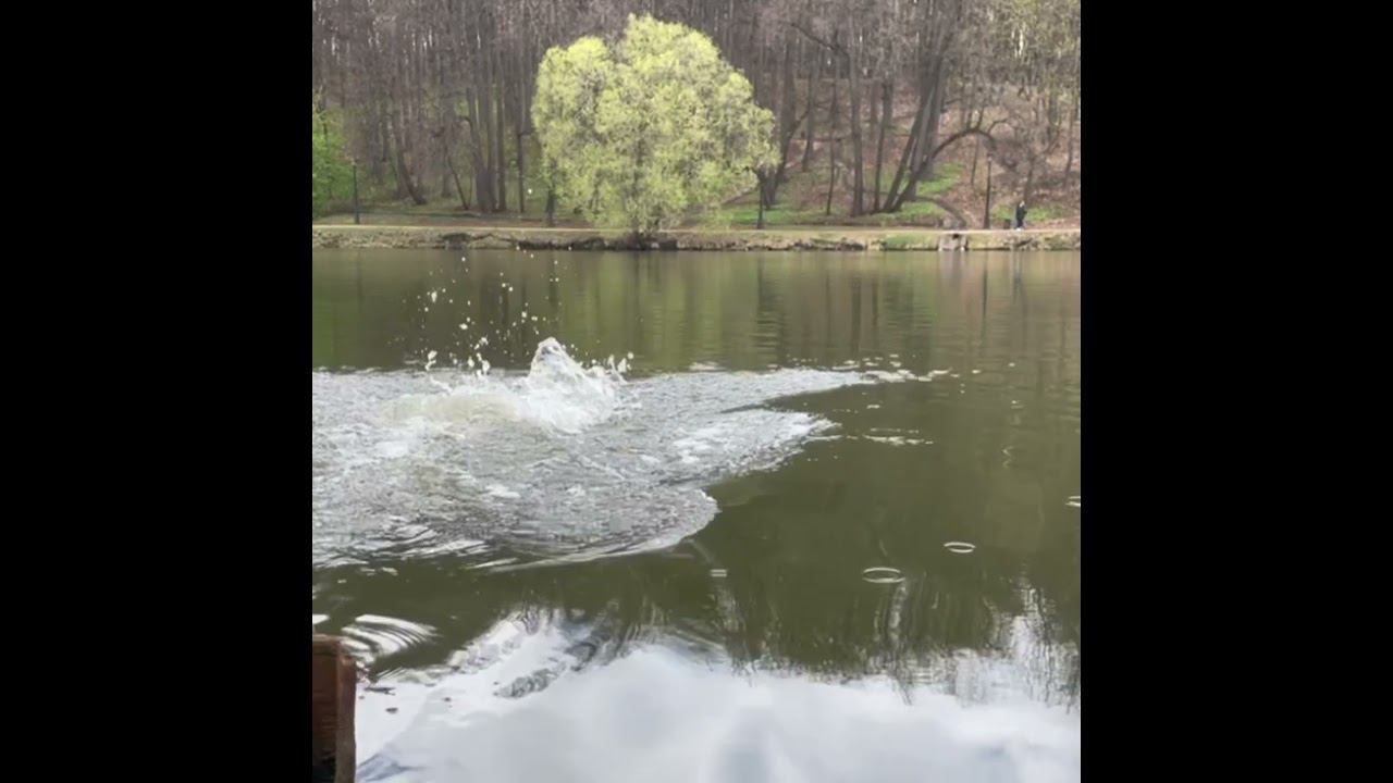 #Неизменяйцель #спорт #плавание #закаливание #весна #зож смотреть онлайн