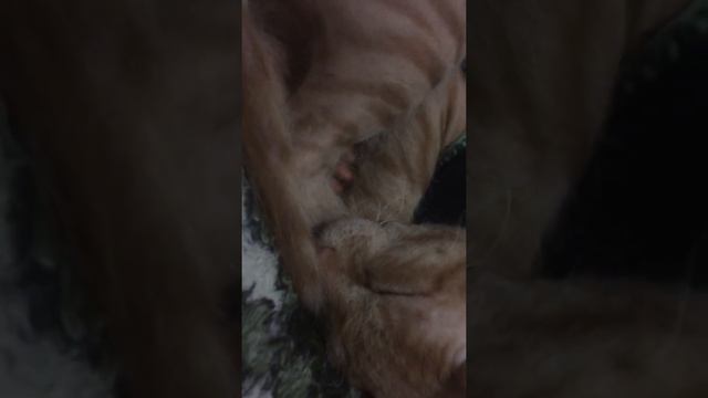 Сфинкса храп смотреть онлайн