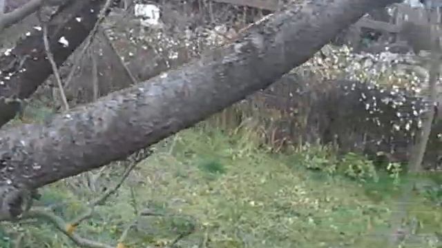 лишайник, мох или сажистый грибок - что вреднее. смотреть онлайн