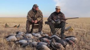 Охота на гуся в Казахстане / Goose hunting in Kazakhstan