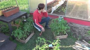 6 соток 2 мая 2023 года. Вечер. Хроника посадки помидор в теплицу...