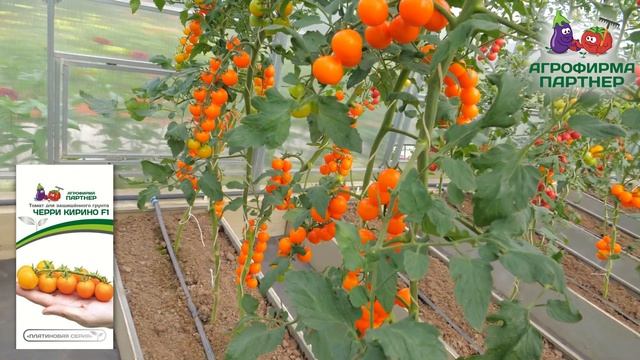6 самых сладких томатов черри | #огород #семена #томаты смотреть онлайн