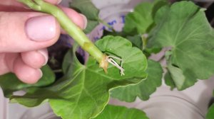 Теперь Черенкую Герань только так