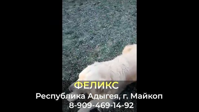 Пропала собака ! ФЕЛИКС , Республика Адыгея , г. Майкоп смотреть онлайн