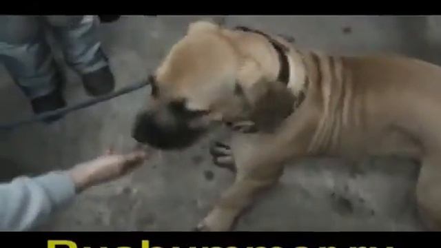 Покатушки ХАММЕРЫ. Международный HUMMER Клуб