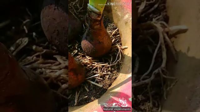 Amaryllis lilly bulbs repotting.....#&# смотреть онлайн