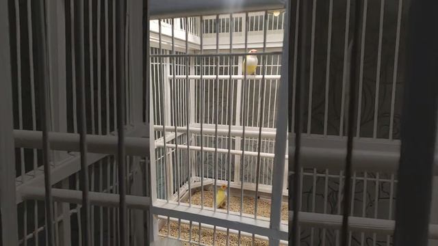 Амадины Гульда экзотические птицы клетки канарейки смотреть онлайн